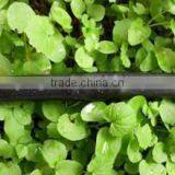 Good Quality 16mm Plastic Drip Irrigation Emitter Pipe for Agriculture