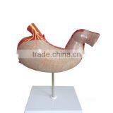 Handmade Medical Human Body Anatomy Stomach Model thumbnail-2