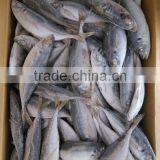 Horse Mackerel HGT thumbnail-4