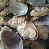 Frozen Shellfish Sea Shells Yellow Clam and Frozen Cooked Clam Meat thumbnail-3