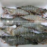 Frozen Shrimp Prices thumbnail-1
