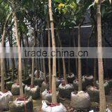 Mangifera Indica Tropical Plants Dia 5-10cm thumbnail-2