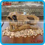 Dinosaur Skull for Exhibition