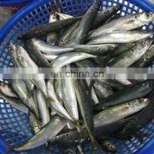 Muroaji Frozen Round Scad Fish Frozen Layang Scad Decapterus Macrosoma thumbnail-4