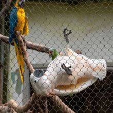 316 High Strength Diamond Ferrule Stainless Steel Cable Woven Wire Rope Mesh Net for Aviary Zoo Net thumbnail-5