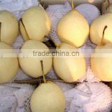 Chinese Ya pear for sale