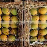 Fresh Mango Exporter In India thumbnail-2