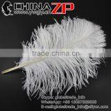 CHINAZP Factory Wholesale 14inch to 16inch Dyed Royal White Ostrich Fethers for Sale thumbnail-1