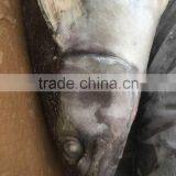 Wholesale Whole Round Spanish Mackerel Fish On Sale thumbnail-2