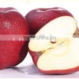 Export Fresh Red Delicious Apple Fruit Fresh Apple thumbnail-6