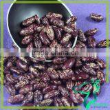 Dried Long Purple Speckled Speckled Kidney Bean Wholesale For Canned Origin In Chian thumbnail-3