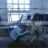 Cow Barn Automatic Milking Machine System thumbnail-4