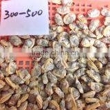 Hot Sales IQF Baby Clam Meat thumbnail-3