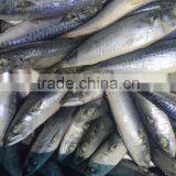Whole Round Frozen Seafood Horse Mackerel Fish thumbnail-3