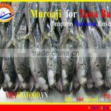 FROZEN MUROAJI FOR TUNA BAIT thumbnail-6