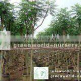 Jacaranda Acutifolia Blue Flower Tree thumbnail-1