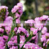 First Class Pink Statice Export Without Middleman For Home Decoration thumbnail-6