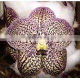 V-002 : VANDA BROWN ORCHID thumbnail-1