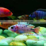 Malawi Cichlid Fish Farm For Sale and Export thumbnail-1