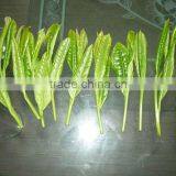 Taipinghoukui Fragrance Tea,New Green Tea Chinese Famous Premium Tea thumbnail-4