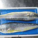 Frozen Mahi-mahi Fish and Coryphaena Hippurus thumbnail-2