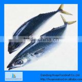 frozen horse mackerel price seafood