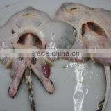 Skate Fish (raja Radiata) thumbnail-1