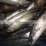 Frozen Bonito Fish for Bait thumbnail-6