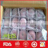 Chinese Shandong Fresh Fuji Apples for Export thumbnail-6