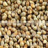 Indian Green Millet Bajra, Gujarat Quality thumbnail-3