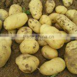 New Crop Fresh Holland Potatoes thumbnail-1