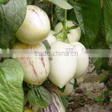 Hybrid F1 Solanum Muricatum Pepino Cucumber Seeds For Planting thumbnail-2