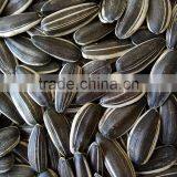 5009 Sunflower Seeds for Human Consumption thumbnail-1