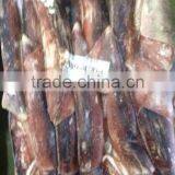 Frozen Illex Squid Argentina Squid From China Supplier 300-400g thumbnail-1