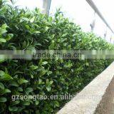 Locating Oversea Shop and Garden, SGS ISO Cerificate From China, Green Wall Manufacturers thumbnail-2