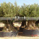 Bonzai Olive Tree thumbnail-1
