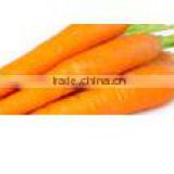 Fresh Carrots For Sale
