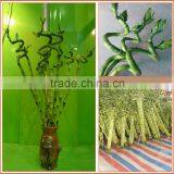 Spiral Lucky Bamboo 25cm-100cm DRACAENA SANDERIANA Air Bonsai Tree Indoor Aquatic Feng Shui Plants Nursery Garden Decoration thumbnail-2