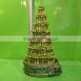 5 Layered Tower Lucky Bamboo Air Bonsai Tree Dracaena Sanderiana Indoor Ornamental Aquatic Water Plants thumbnail-5