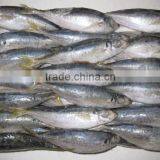 FROZEN YELLOW TAIL HORSE MACKEREL FISH FOR SALE