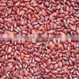 SPECKLED KIDNEY BEANS thumbnail-3