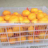 Names of Fruit Products Mandarin Orang With Complete Price thumbnail-2