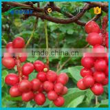 best selling products plants extract schisandra benefits schisandrins powder