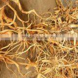 Reclaim Tree Roots thumbnail-2