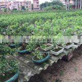 Carmona Microphylla Bosnai thumbnail-4