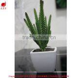 Artificial Mini Succulent Bonsai Potted Succulent Small Potted Plant thumbnail-4