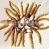 Wild Dong Chong Xia Cao Chinese Caterpillar Fungus Cordyceps Sinensis thumbnail-1