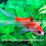 Comet Fish Farm For Sale and Export thumbnail-6