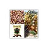 Dates Processing Line thumbnail-2