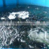Transparent Folding PVC Plastic Fish Tank thumbnail-6